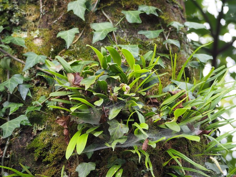 Bulbophyllum pectinatum, photographed by 葉子