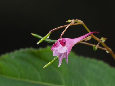 Impatiens devolii, photographed by 葉子