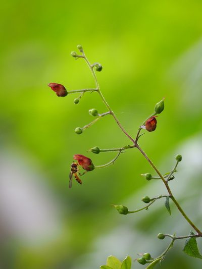 Scrophularia yoshimurae, photographed by 葉子