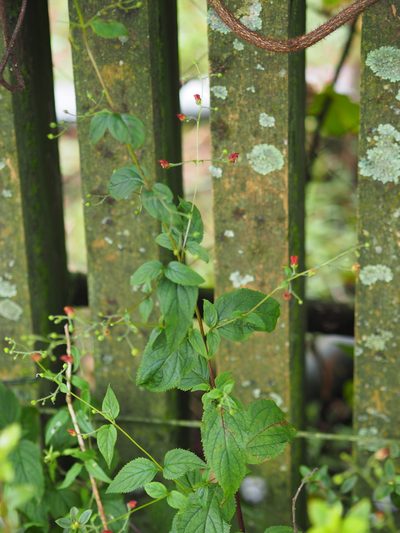 Scrophularia yoshimurae, photographed by 葉子