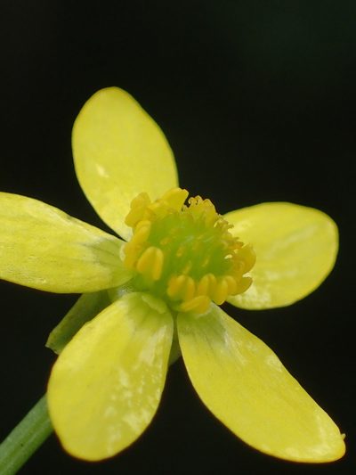 Ranunculus silerifolius, photographed by 葉子