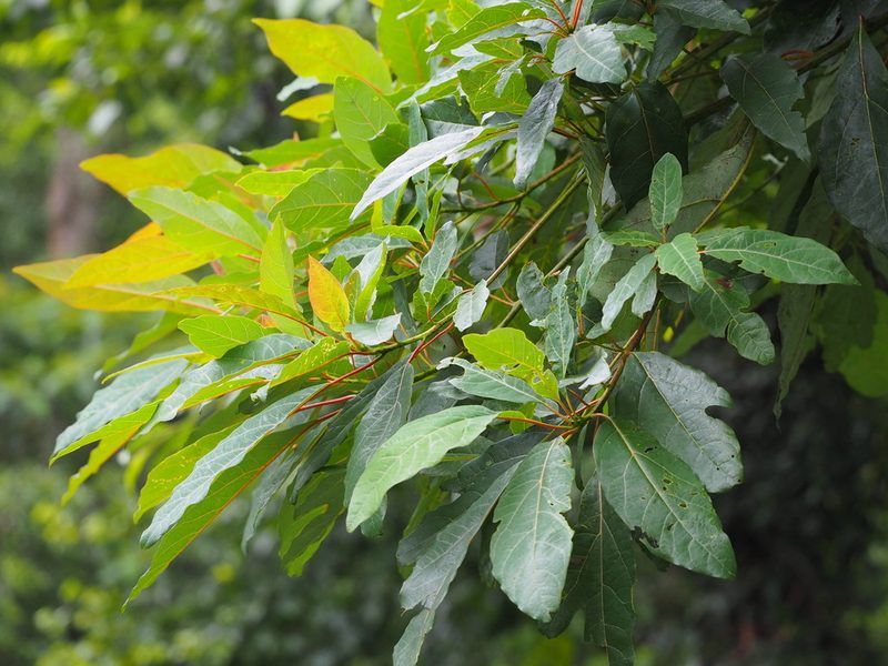Sassafras randaiense, photographed by 葉子