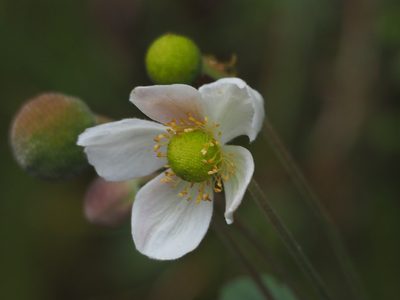 Eriocapitella vitifolia, photographed by 葉子