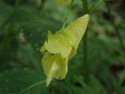 Impatiens tayemonii, photographed by 葉子