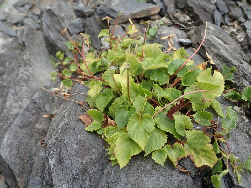 Viola shinchikuensis, photographed by 葉子