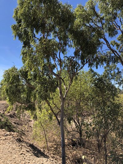 Corymbia dallachiana, photographed by elawrey
