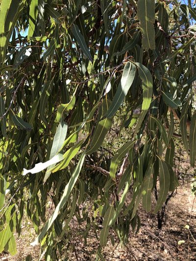 Corymbia dallachiana, photographed by elawrey