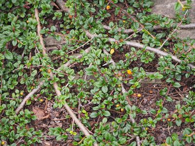 Cotoneaster rosiflorus, photographed by 葉子