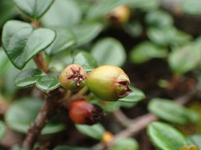 Cotoneaster rosiflorus, photographed by 葉子
