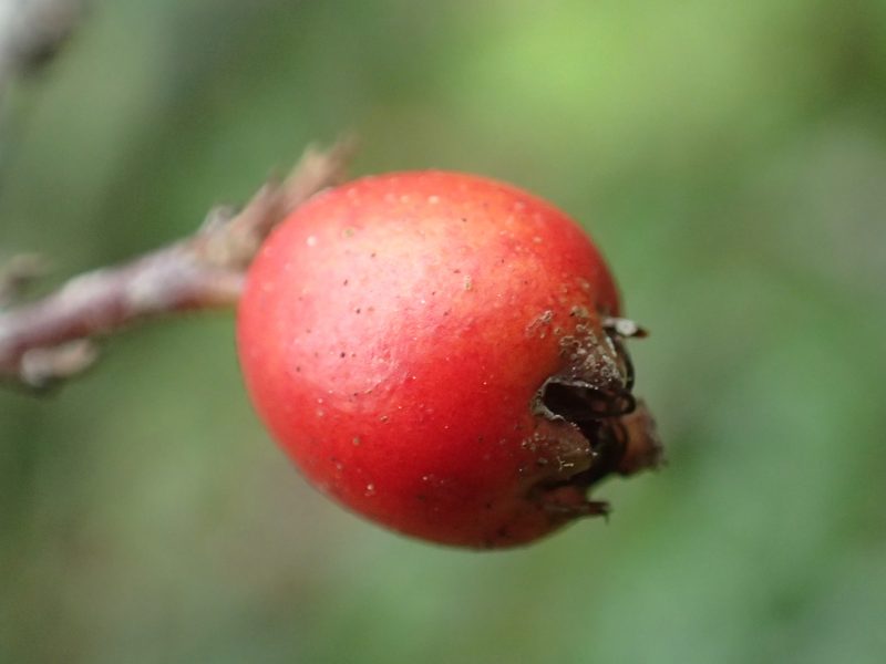 Cotoneaster rosiflorus, photographed by 葉子