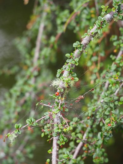 Cotoneaster rosiflorus, photographed by 葉子