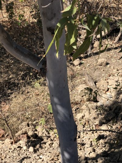 Corymbia dallachiana, photographed by elawrey