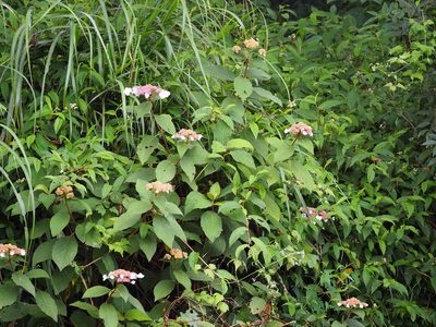 Hydrangea aspera, photographed by 葉子
