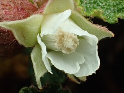 Rubus rolfei, photographed by 葉子