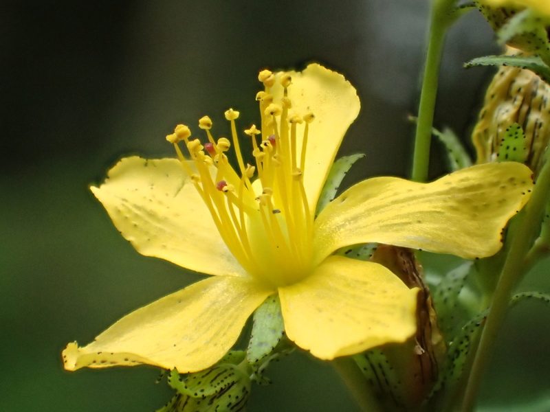 Hypericum taihezanense, photographed by 葉子