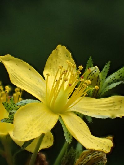 Hypericum taihezanense, photographed by 葉子