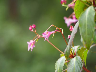 Impatiens devolii, photographed by 葉子