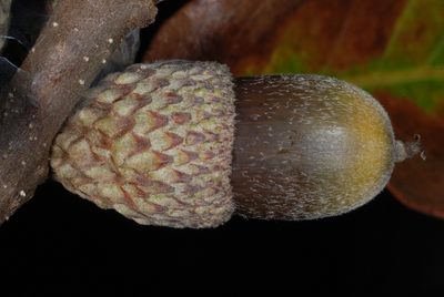 Quercus boyntonii, photographed by Douglas Goldman
