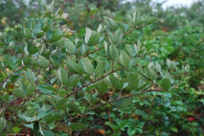 Rubus pascuus, photographed by Douglas Goldman