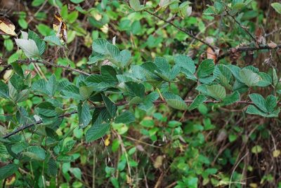 Rubus pascuus, photographed by Douglas Goldman