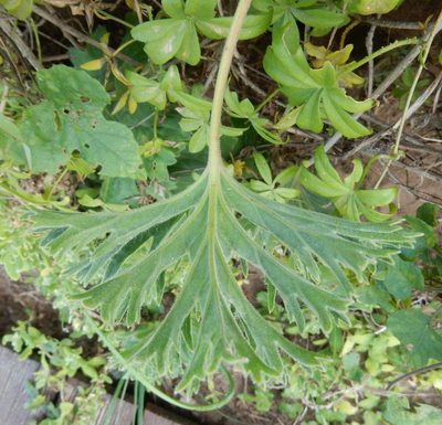 Pelargonium pulverulentum, photographed by Henry de Lange