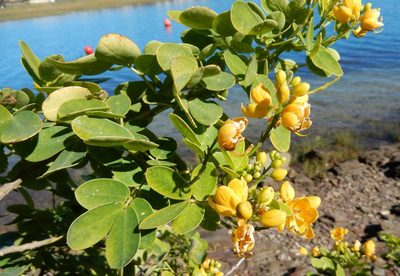 Senna bicapsularis, photographed by Henry de Lange