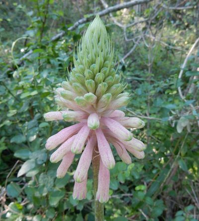Veltheimia bracteata, photographed by Henry de Lange