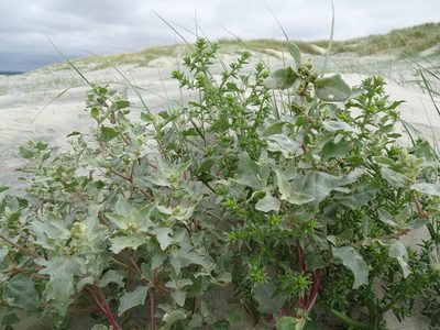 Atriplex laciniata, photographed by Robert H. Wardell