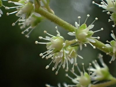 Astilbe longicarpa, photographed by 葉子