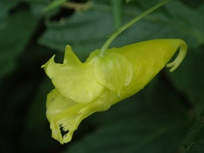 Impatiens tayemonii, photographed by 葉子