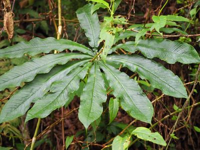 Arisaema taiwanense, photographed by 葉子
