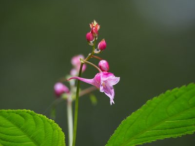 Impatiens devolii, photographed by 葉子