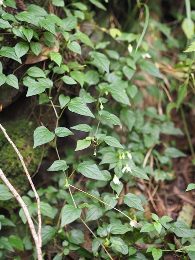 Lycianthes lysimachioides, photographed by 葉子
