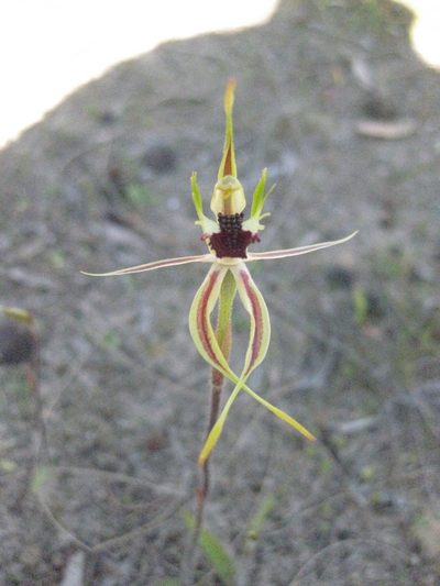 Caladenia verrucosa, photographed by Andrew Thornhill