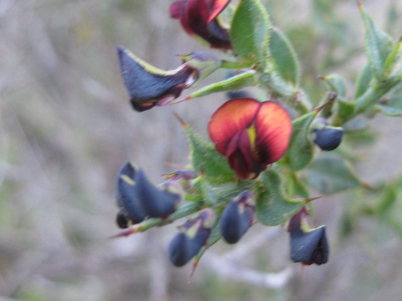 Daviesia arenaria, photographed by Andrew Thornhill