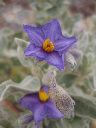 Solanum lasiophyllum, photographed by Andrew Thornhill