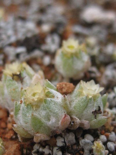 Actinobole uliginosum, photographed by Andrew Thornhill
