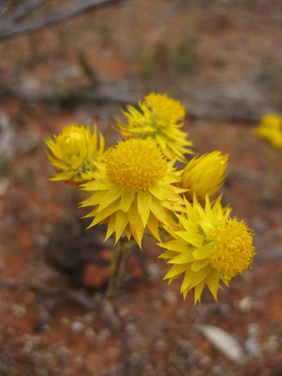 Waitzia acuminata, photographed by Andrew Thornhill
