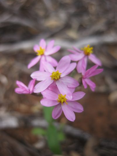 Schoenia cassiniana, photographed by Andrew Thornhill