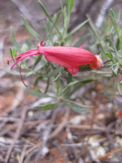 Eremophila decipiens, photographed by Andrew Thornhill