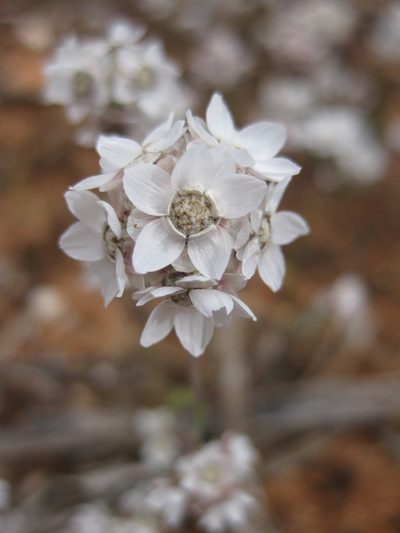 Cephalipterum drummondii, photographed by Andrew Thornhill