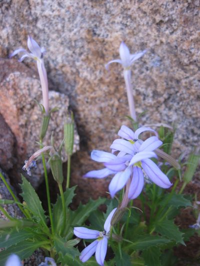 Lithotoma petraea, photographed by Andrew Thornhill