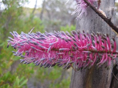 Grevillea petrophiloides, photographed by Andrew Thornhill