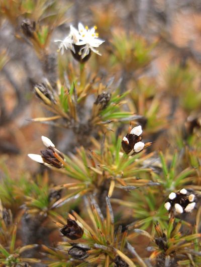 Borya constricta, photographed by Andrew Thornhill