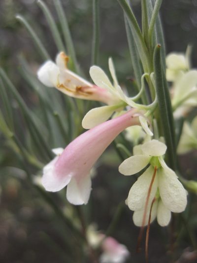 Eremophila oppositifolia, photographed by Andrew Thornhill