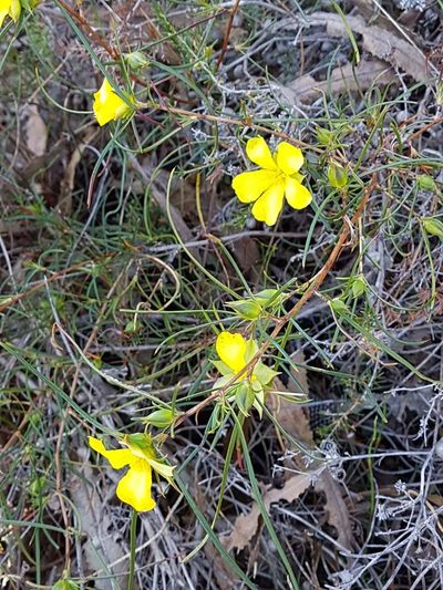 Hibbertia striata, photographed by alison bunker