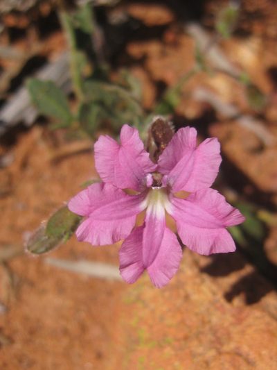 Goodenia rosea, photographed by Andrew Thornhill