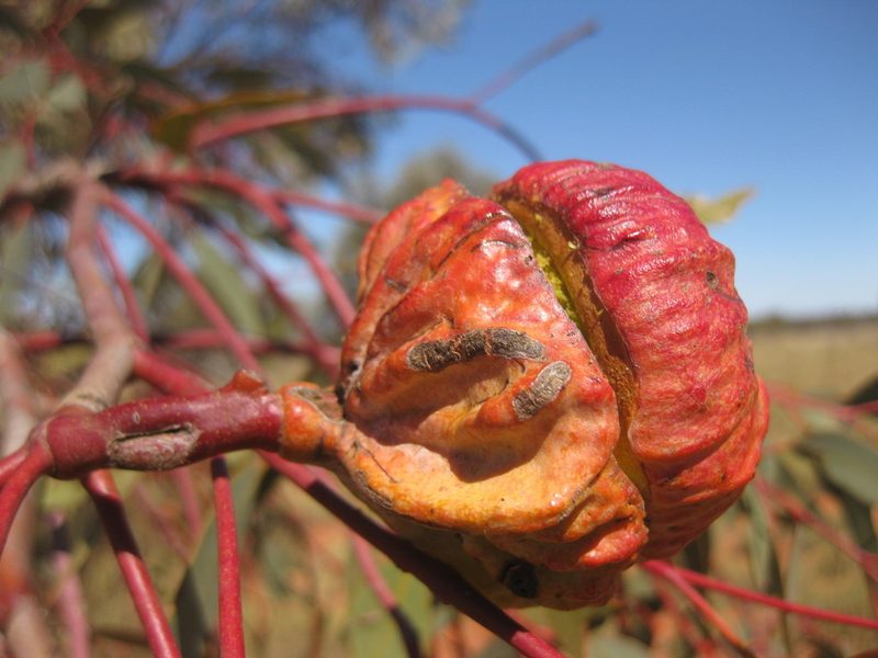 Eucalyptus youngiana, photographed by Andrew Thornhill