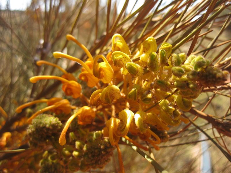 Grevillea juncifolia, photographed by Andrew Thornhill