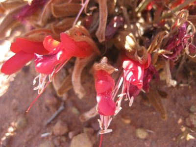 Leptosema chambersii, photographed by Andrew Thornhill
